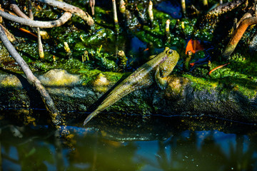 Mudskipper fish with mangrove forest