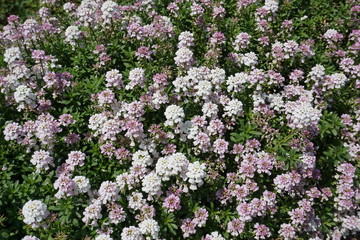 Immergrüne Schleifenblume blühend