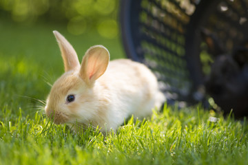 Little rabbit running on the field