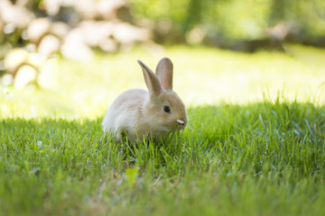 Little rabbit running on the field
