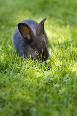 Little rabbit running on the field