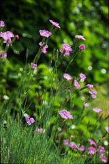 Alpine pinks in cottage garden, Swiss Alps