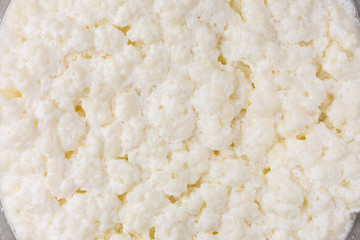 milk kefir grains during fermentation process
