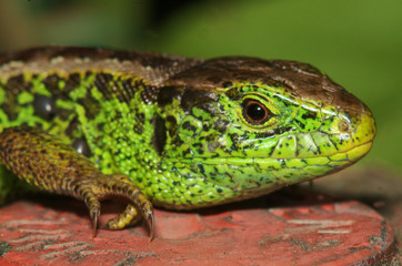 Fototapeta premium Lacerta agilis; sand lizard in Berschis