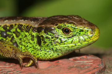 Lacerta agilis; sand lizard in Berschis