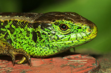 Lacerta agilis; sand lizard in Berschis