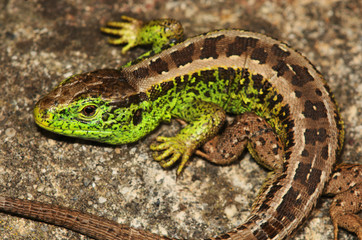 Lacerta agilis; sand lizard in Berschis