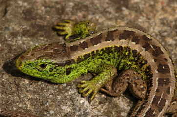 Sand lizard male on garden wall, Walenstadt