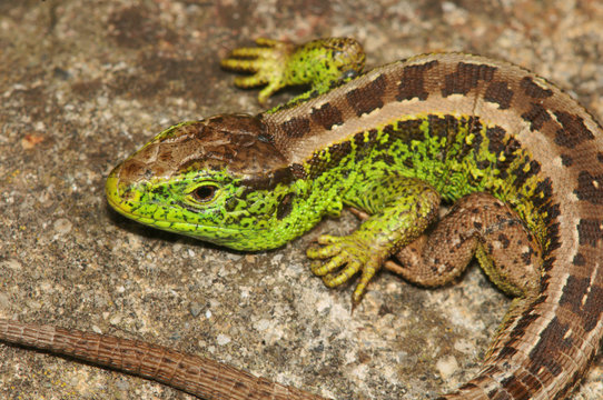 Lacerta agilis; sand lizard in Berschis