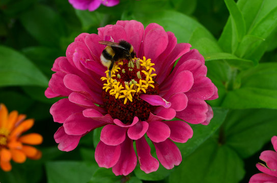 Zinnie; Zinnien; Zinnia; Bluete; Hummel; Gartenhummel;