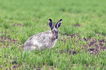 Naklejka na ściany i meble wild hare sits on the spring meadow