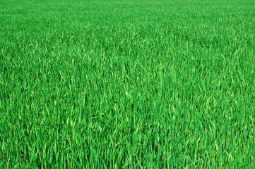 Green grass texture background. Grass in a field.