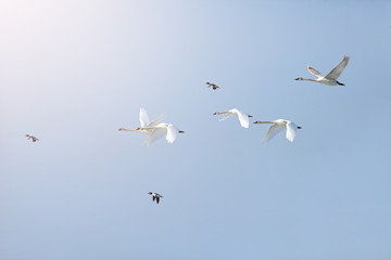 flock of white swans flying against the blue sky