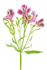 Violet flowers of alstroemeria over white background