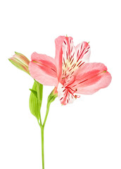 Alstroemeria flower and leaf isolated against white background