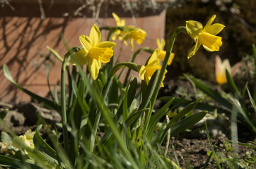 Obraz premium Dwarf daffodils in herbaceous border, Swiss cottage garden