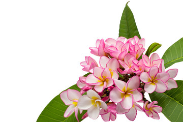 Pink frangipani isolated on White background with clipping path,Copy space