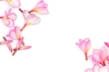 Pink frangipani isolated on White background,Copy space