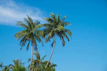 Obraz premium Coconut tree and blue sky.