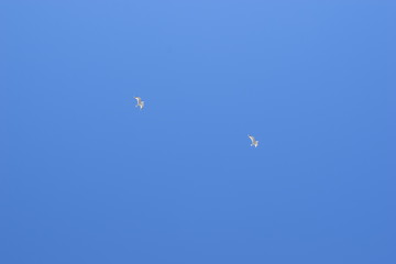 bird, sky