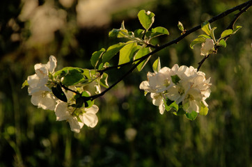 Apple Blossom in Spring, Walenstadt