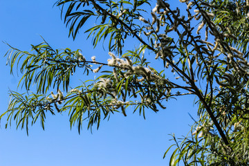 Close up of white willow tree (Salix alba) leafs with seed