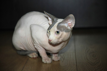 cute hairless sphinx cat