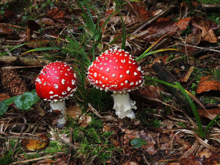 Fliegenpilze, Amanita muscaria