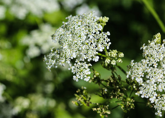 close up macro of cow parsley or wild chervil (Anthriscus sylvestris), blooming during spring