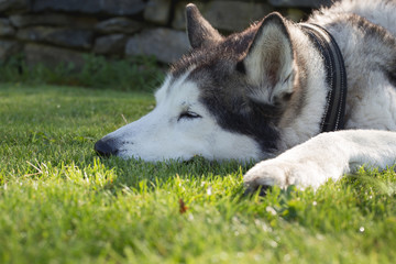 Siberian husky dog sleeping on grass field after morning walk.