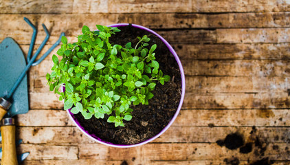 Potted flower and gardening tools