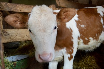 a little calf in the barn   © oljasimovic