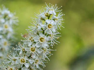 Blooming Prunus laurocerasus ( cherry laurel, common laurel )