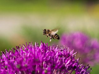 Honey bee collecting pollen from a flower