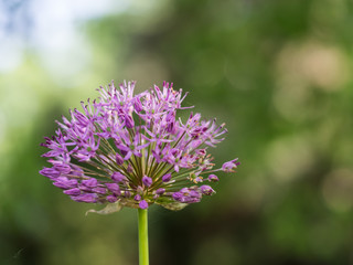 Allium cristophii ( Persian onion or Star of Persia ) blooming in the spring