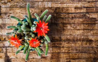 Cactus blossom on rustic table