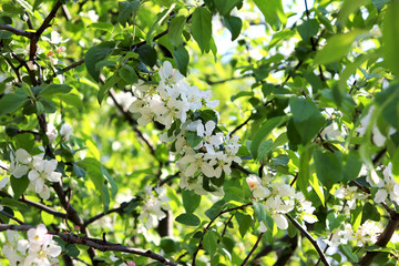 The blooming of spring