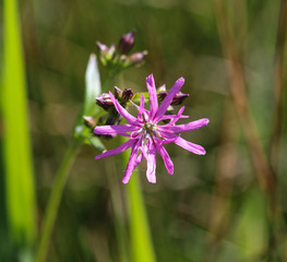 Close up of Ragged Robin (Lychnis flos cuculi) flower, blooming in spring