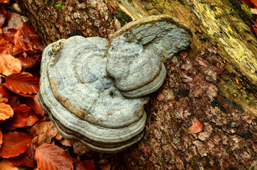 Zunderschwamm an Totholz