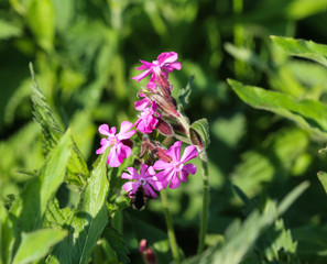 Close up of red campion or red catchfly (Silene dioica) flower blooming in spring