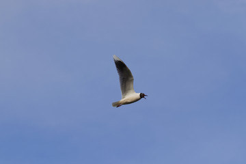 Fototapeta na wymiar Seagull flying free through the clear skies of southern Chile
