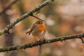 Robin on tree