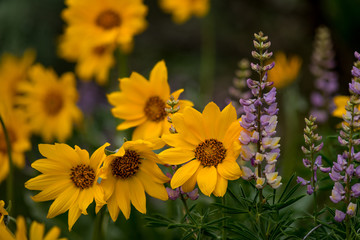 lupines and Balsamroot in nature spring time in full color