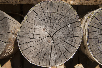 Birch in section Composition Background at sunny day.