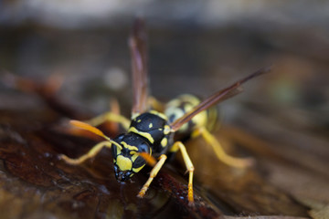 Wasp drinking water