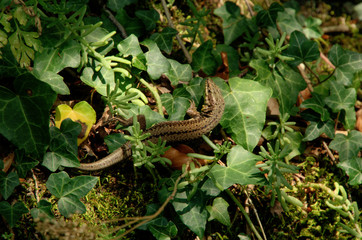 Podarcis muralis; wall lizard on tangled bank