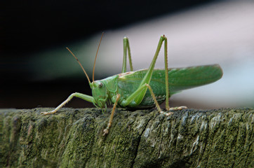 Tettigonia viridissima; great green bush cricket on garden fence