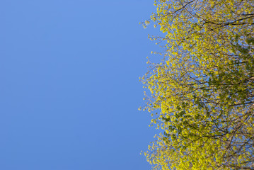 Tree Green Branches on the Blue Sky Background with a Copy Space