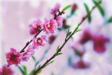 background nature Flower plum blossom. Pink flowers. Background blur