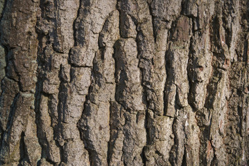 The Tree Bark Backgound in the forest